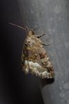 Deltote pygarga