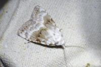 Meganola albula