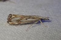 Catoptria falsella