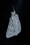 Acronicta aceris