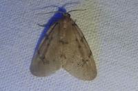 Paidia rica