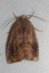 Cosmia pyralina