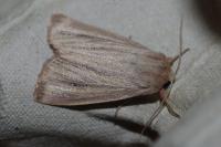 Mythimna pudorina