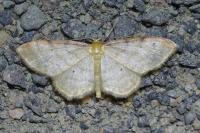 Idaea humiliata