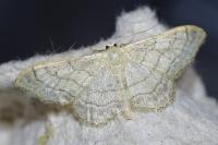 Idaea aversata