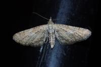 Eupithecia scopariata