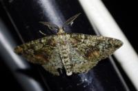 Cleorodes lichenaria