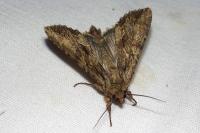 Apamea monoglypha monoglypha