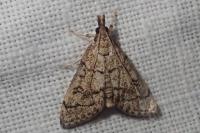 Metasia cuencalis bourgognei