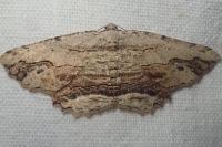Menophra abruptaria