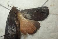 Amphipyra livida