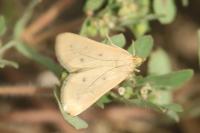 Achyra nudalis