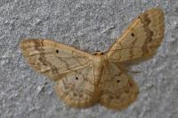 Idaea biselata
