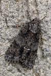 Acronicta rumicis