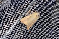 Pardoxia graellsii