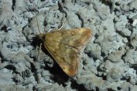 Pyrausta despicata