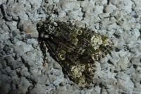Craniophora ligustri