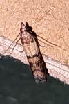 Plodia interpunctella