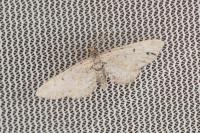 Eupithecia