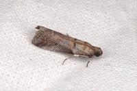 Acrobasis glaucella/fallouella