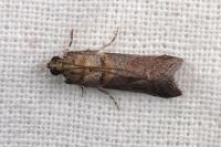 Acrobasis glaucella/fallouella