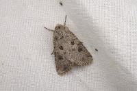 Anarta sodae