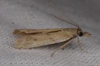 Ancylosis sareptalla