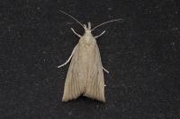 Chilo phragmitellus