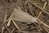 Chilo phragmitellus