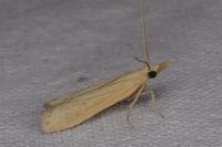 Coenochroa ablutella