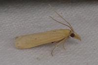 Coenochroa ablutella