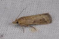 Isauria dilucidella
