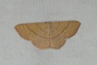 Cyclophora suppunctaria