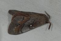 Dendrolimus pini pini