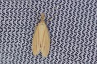 Hypsotropa gallohispanicella