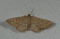 Idaea belemiata helianthemata