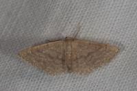 Idaea belemiata helianthemata