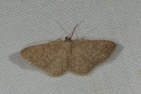 Idaea belemiata helianthemata