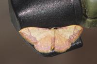 Idaea ostrinaria