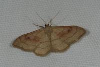Idaea rubraria