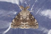 Lymantria dispar