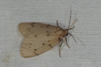 Paidia rica