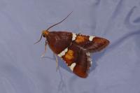 Pyralis regalis