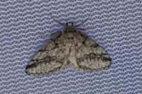 Tephronia lhommaria