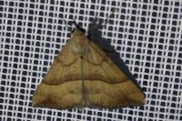 Hypena proboscidalis