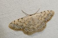 Scopula submutata roseonitens