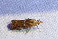 Uncinus obductellus