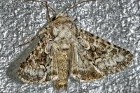 Hecatera bicolorata
