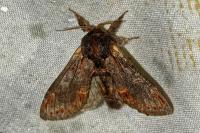Notodonta dromedarius