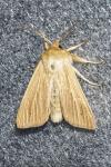 Mythimna pallens